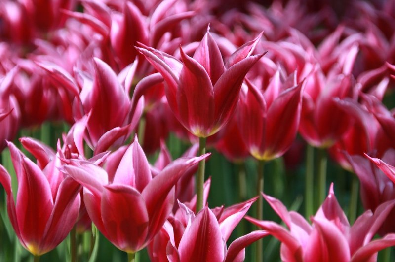 20090425_amsterdamtrip_hetkeukenhof